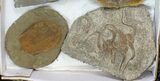 Lot: Misc Fossil Trilobites And Brittlestars - Pieces #138369-1